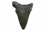 Juvenile Megalodon Tooth - North Carolina #354536-1